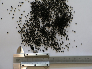 Katalýza pro 21. století